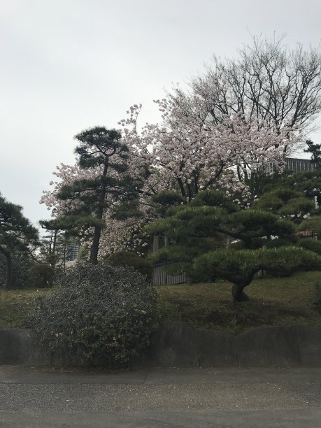 樱花樱花图片下载