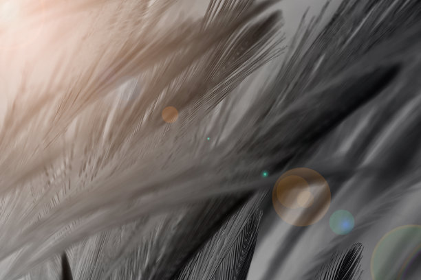 美丽的黑色羽毛图案纹理背景图片下载