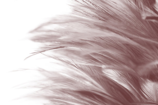 美丽的黑色羽毛图案纹理背景图片下载