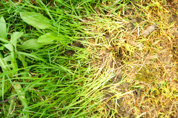在照片的中心，草已经掉落和腐烂，绿色和健康的周围。图片下载