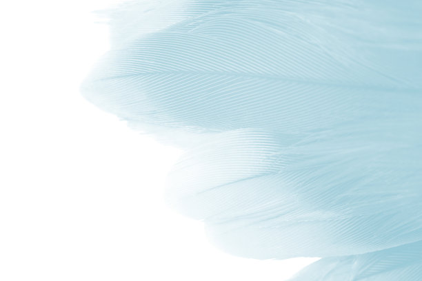 漂亮的羽毛色，淡绿色图案纹理背景图片下载