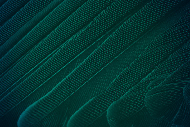 美丽的深绿色佛罗里达键色调，羽毛纹理背景，趋势颜色图片下载