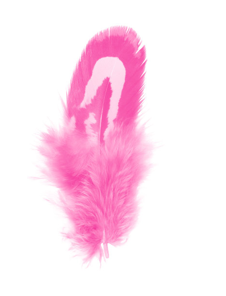 美丽的品红羽毛孤立在白色背景上图片下载