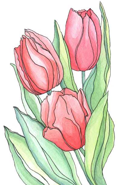 一束红色郁金香的水彩图片下载