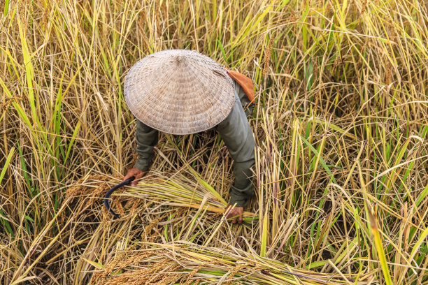 老挝妇女在老挝北部收割水稻图片下载