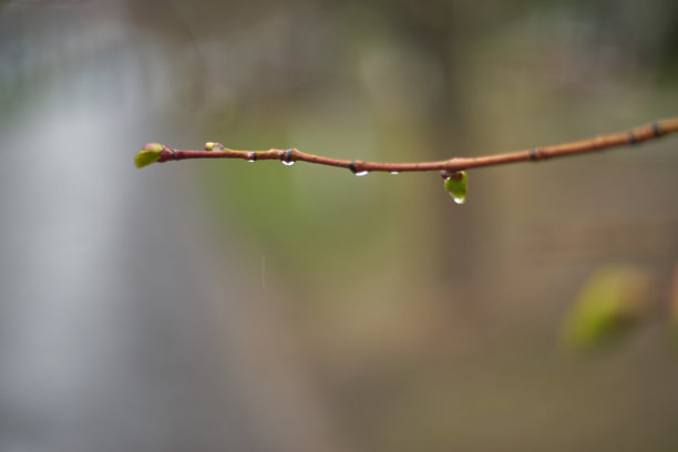 春天的生活图片下载