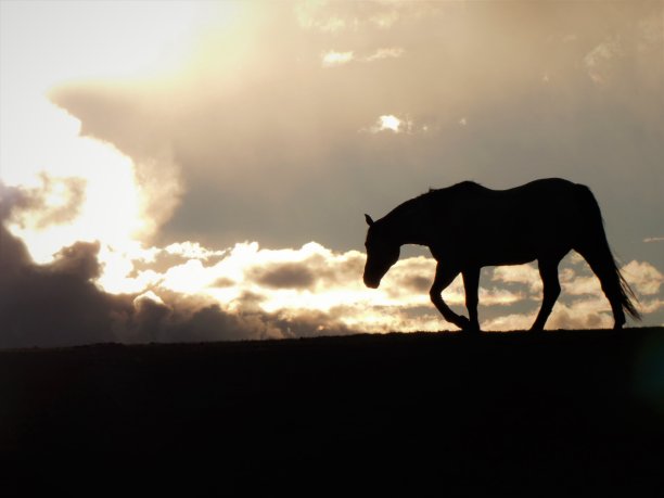 一匹马在草原草地上行走的剪影在一个傍晚日落图片下载