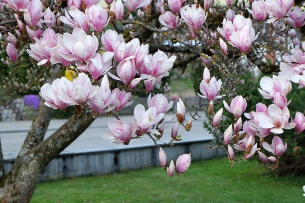美丽的盛开的木兰花在树枝上。粉红色花的背景。春天的背景图片下载