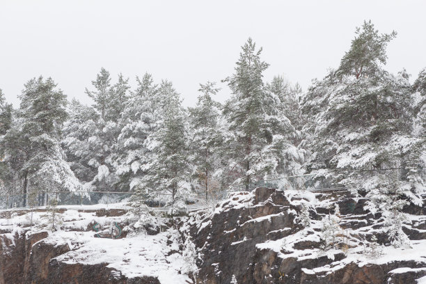 阴天冬日的雪林景观图片下载