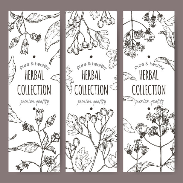 三种标签有颠茄，奎宁或耶稣会树皮和普通山楂素描。图片下载
