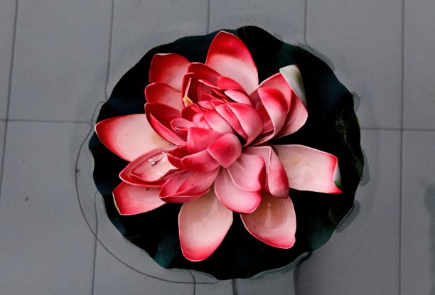 特写镜头的莲花图片下载