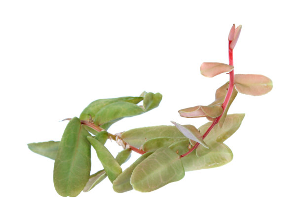 紫堇或彩虹紫堇的分枝，红色和绿色的叶子孤立在白色的背景上图片下载