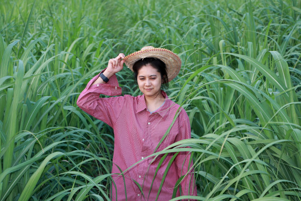一位戴着草帽的农妇站在甘蔗地里。图片下载