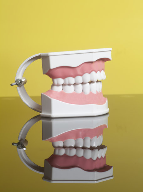 人类牙齿模型图片下载