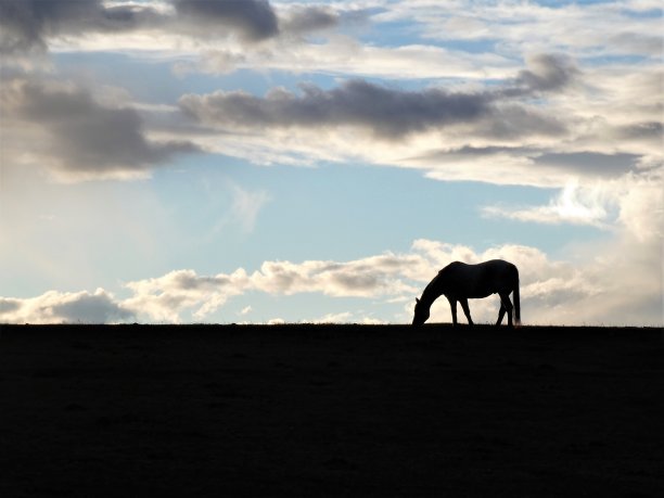 在草原上吃草的马的剪影与美丽的天空在背景以上的风景。图片下载