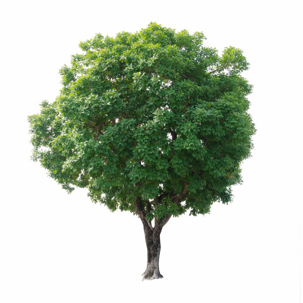 孤立的树图片下载