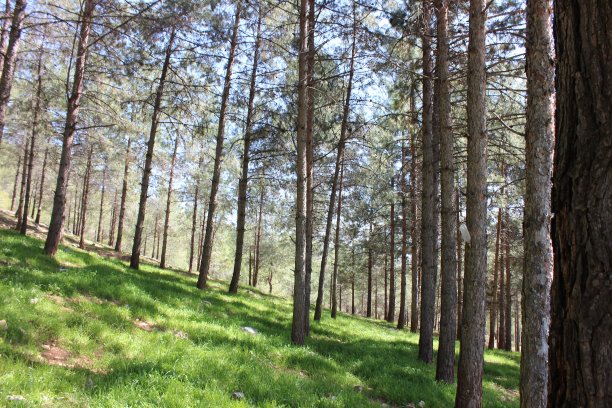 森林之春背景图片下载