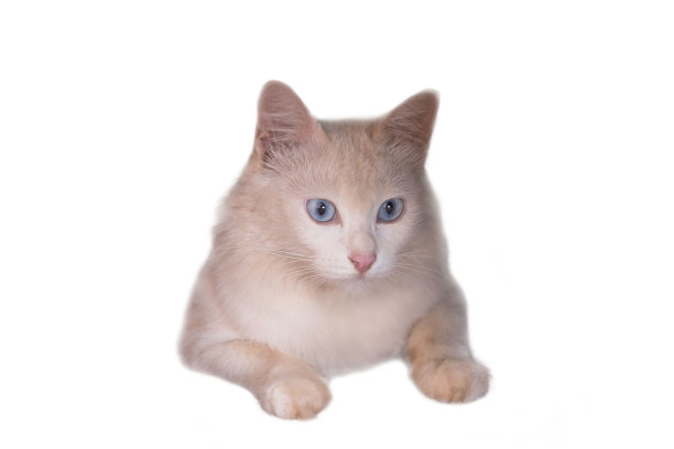 西伯利亚白色米色小猫与蓝色眼睛坐着和期待孤立在白色背景图片下载
