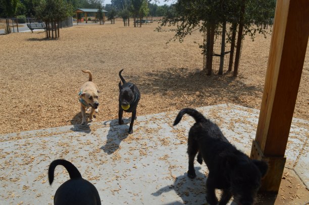 两只迷你拉布拉多在玩耍图片下载