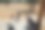 两只迷你拉布拉多在玩耍图片下载