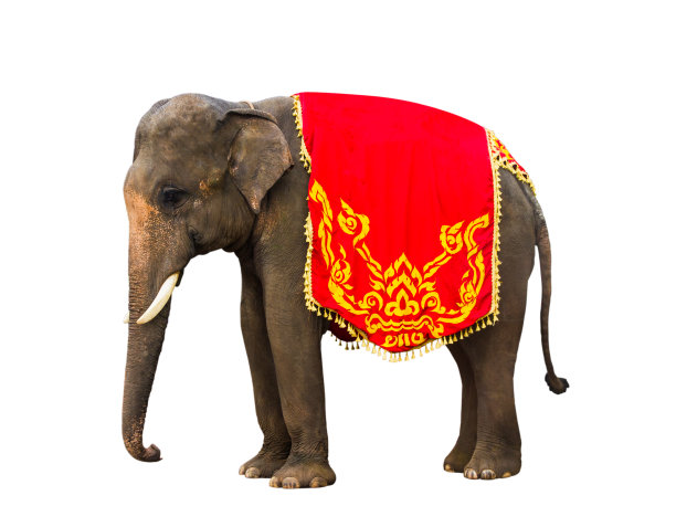 大象有美丽和大孤立在白色的背景。彩绘大象，旁边装饰泰国大象。图片下载
