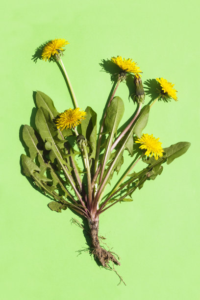 蒲公英图片下载