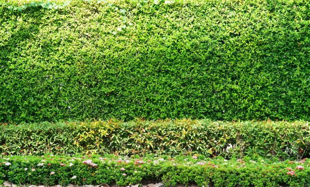 绿树叶泰国图片下载