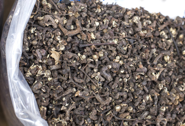 东方葡萄干树的果实。图片下载