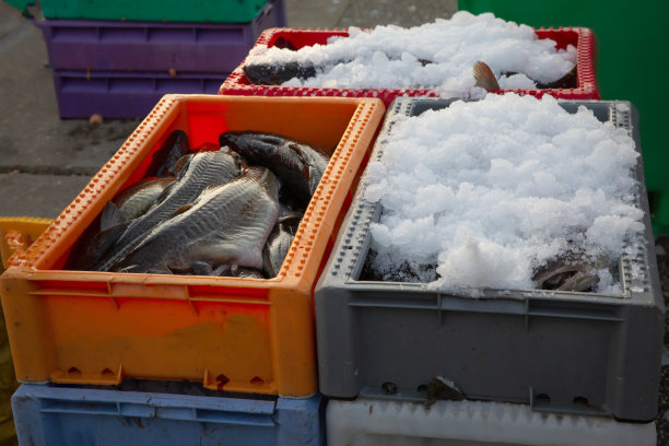 新鲜的鱼图片下载