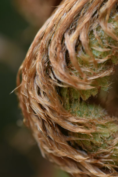 新兴蕨类植物的宏图图片下载