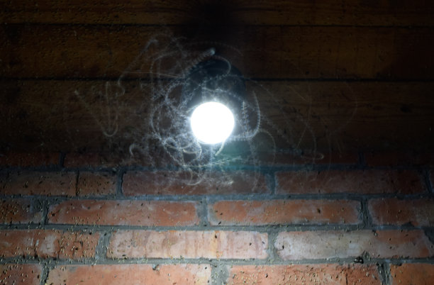 球茎上的夜虫图片下载