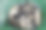 河里的鱼在一个绿色的塑料网格在池塘里。鱼捕捉。鲤鱼一图片下载