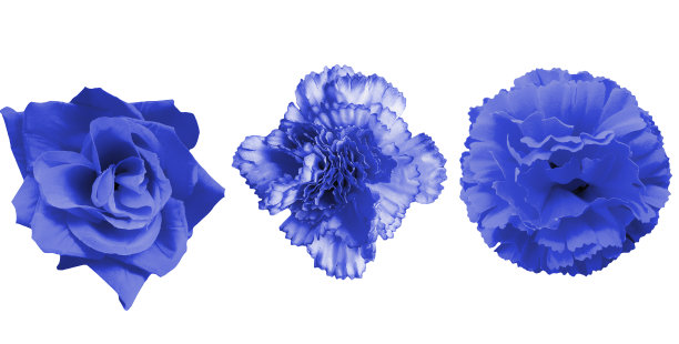 三束奇异的花分开图片下载