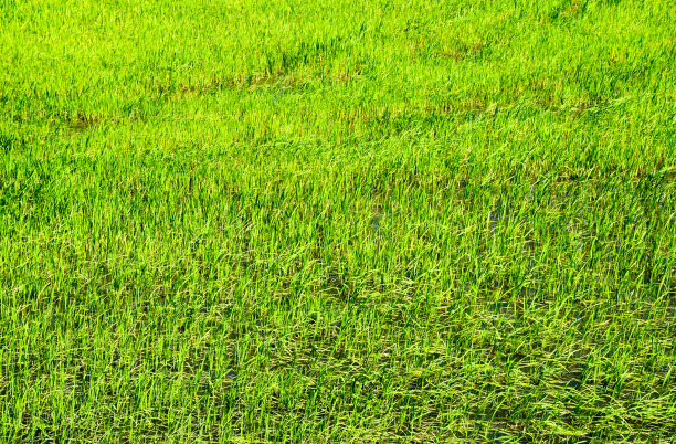 稻田里的稻田图片下载