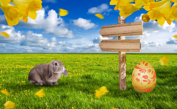 可爱的复活节小兔子在草地上。图片下载