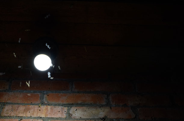 球茎上的夜虫图片下载