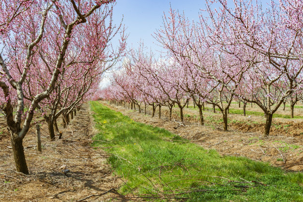 花期有桃树的花园图片下载