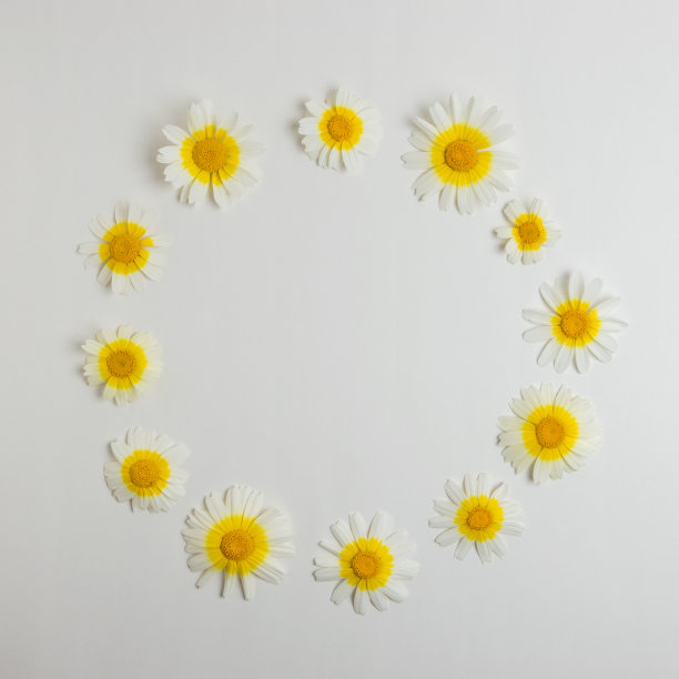 白色背景上的白色雏菊花的创意布局。最小的弹簧的概念。平的。图片下载