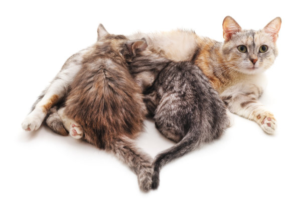 猫和两只小猫。图片下载