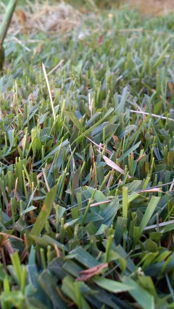 花园里的草图片下载