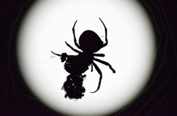 月亮背景上的蜘蛛图片下载