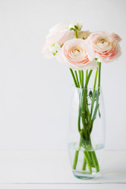 美丽的新鲜切割米色毛茛亚洲或波斯毛茛花束在玻璃花瓶上的光背景与文本复制空间。最小的花卉组成的浪漫礼物图片下载