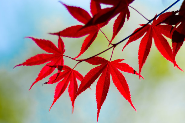 掌叶槭，掌叶枫，日本枫的印象派特写图片下载