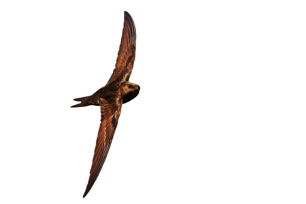 斯威夫特在飞行，孤立在白色背景图片下载