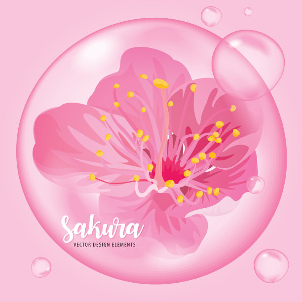 樱花或樱花精油提取精华与花和泡沫的背景模板。图片下载