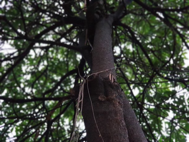 树种植园图片下载