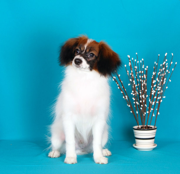 落在柳枝上。图片下载