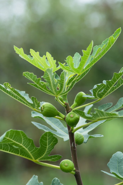 无花果树枝上的新鲜绿色无花果图片下载