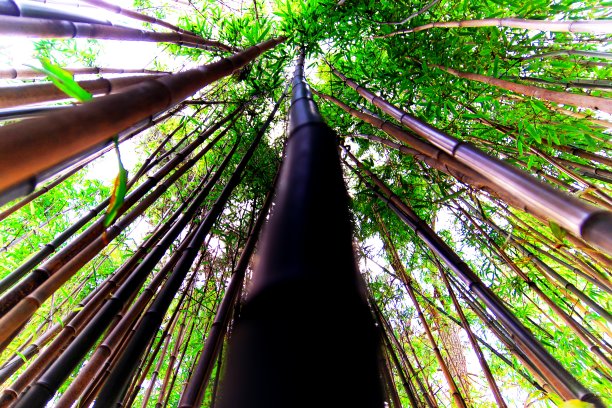 竹子是直的。图片下载