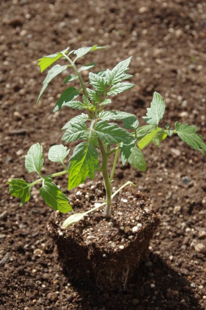 一株番茄幼苗图片下载